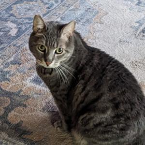 Rocky the cat sitting on a rug in a home