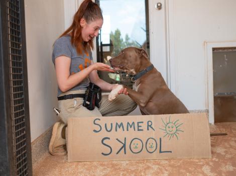 Person shaking hands with a brown dog behind a sign that says, Summer Skool