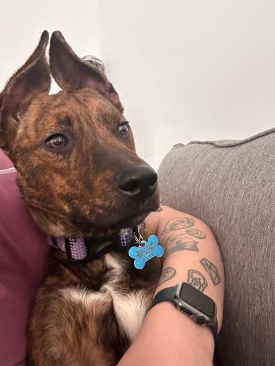 Person with a tattooed hand petting Lexi the dog 