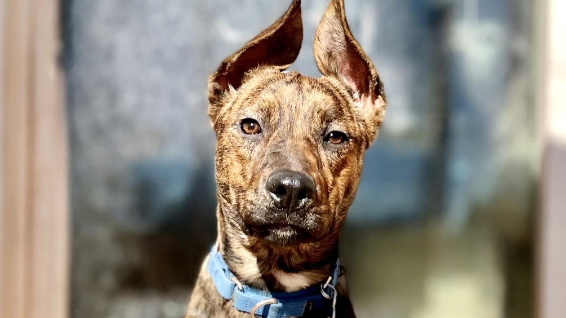 Lexi the dog with upright ears