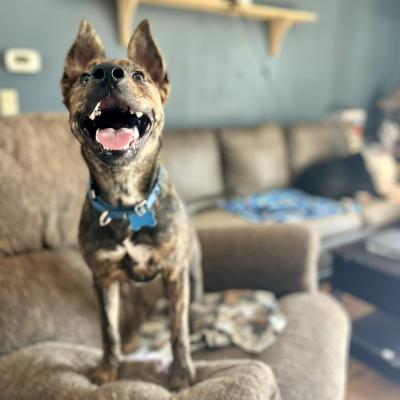 Lexi the dog standing on a chair smiling