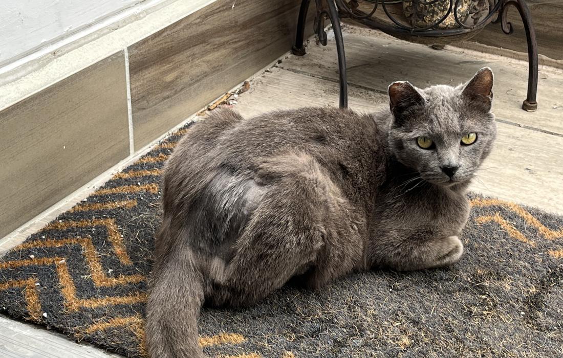 Lucky the cat lying on a welcome mat