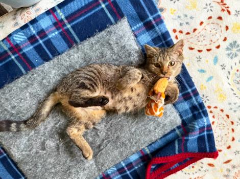 Maddy the cat lying on a blanket playing with a toy
