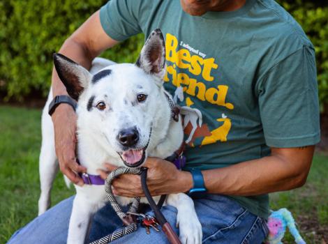 Magnus the dog in a person's lap
