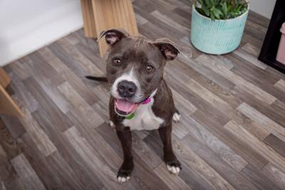 Happy dog in a home environment