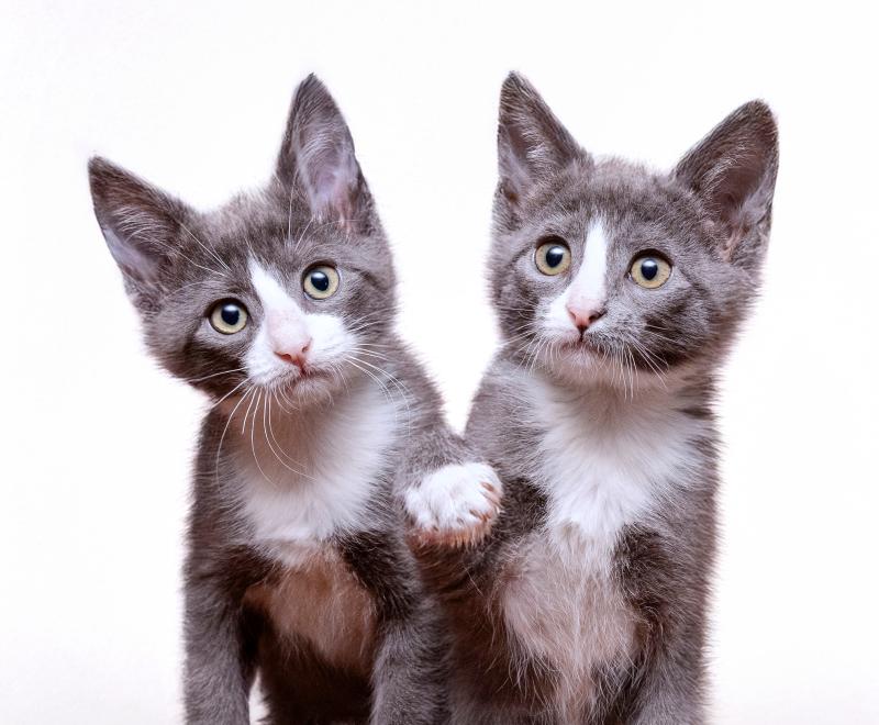 Two grey and white kittens 