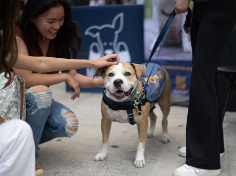 Person petting a happy dog wearing a vest