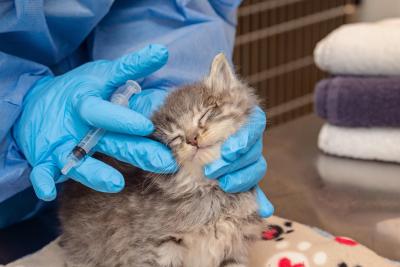 Kappy the kitten in panleuk treatment room