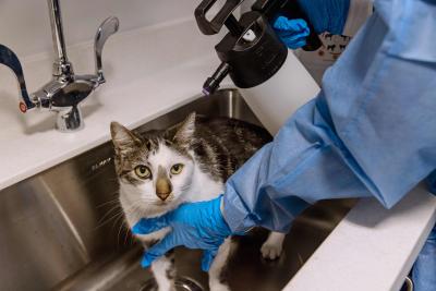 Kitty getting treatment in the ringworm treatment room