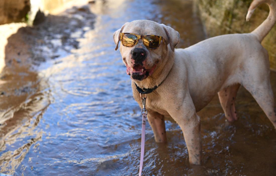 Optimus the dog standing in water wearing sunglasses