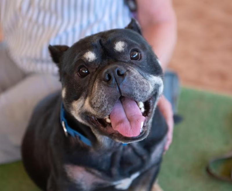 Small black and tan dog smiling with tongue out and person behind him