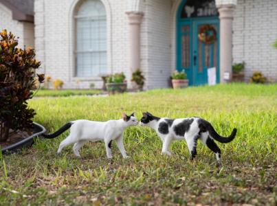 White feral cat and black spotted white feral cat sniff each other's noses