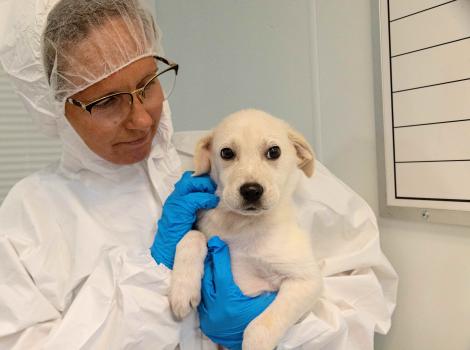 Person wearing a protective gown and gloves holding a white puppy