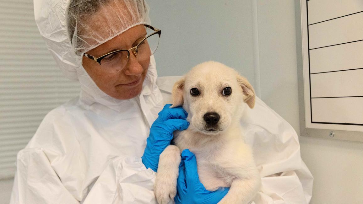 Person wearing a protective gown and gloves holding a white puppy