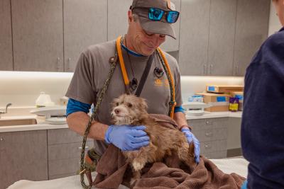 Person assessing a dog pulled from the Los Angeles wildfires