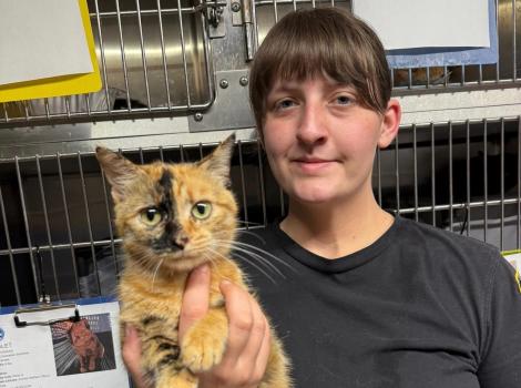 PAWS staffperson holding a tortoiseshell cat in front of stainless steel kennels