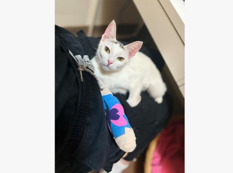 Penelope the cat lying down with her leg in a cast in front of her