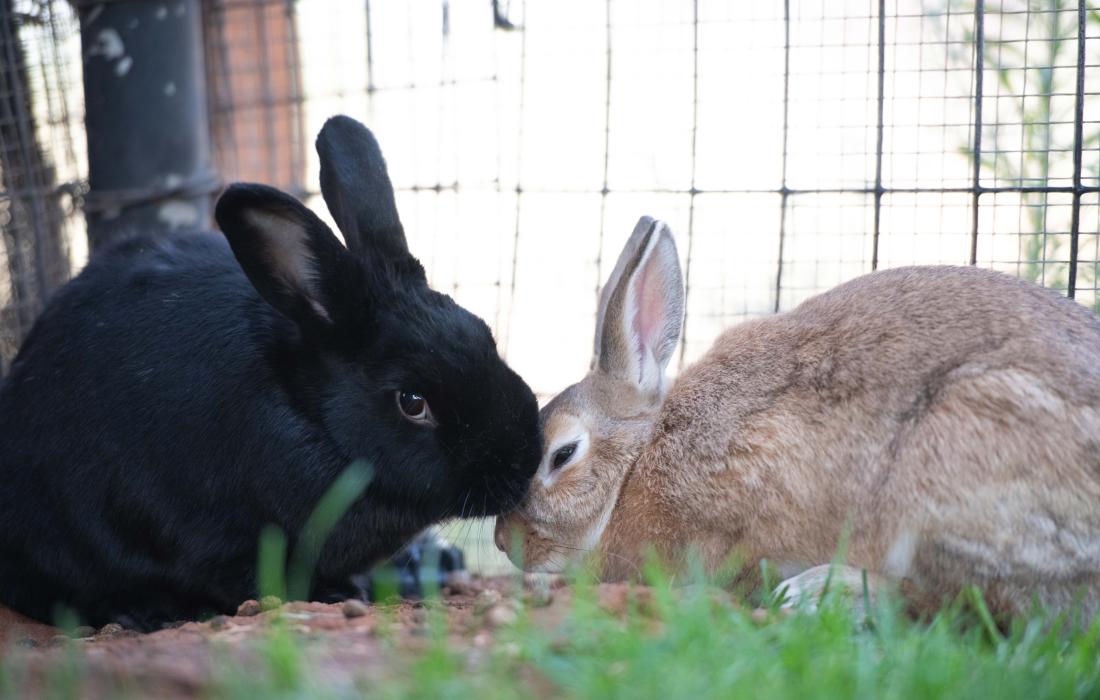 Phoenix the rabbit grooming Thumbelina, his bunny friend