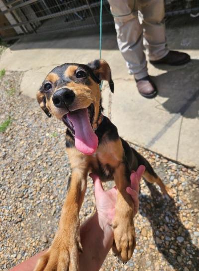 Happy dog on a leash standing on his back paws up to a person's hand