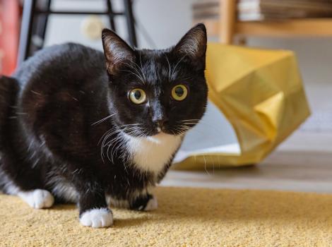 Black and white cat beside a bag in a home