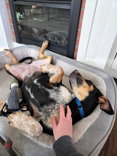 Pixie the dog lying on her back in a dog bed getting a belly rub