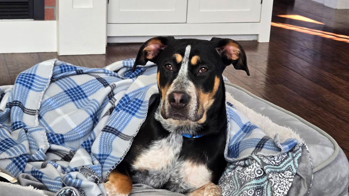Pixie the dog on a dog bed under a blue plaid blanket
