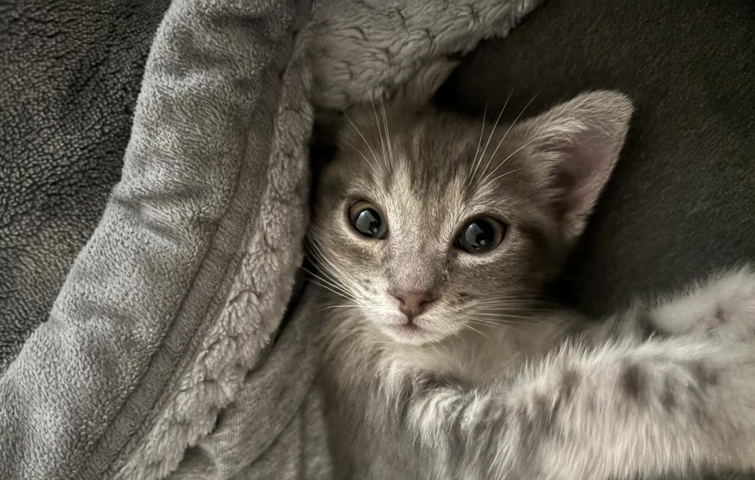 Powder the kitten lying down on a blanket