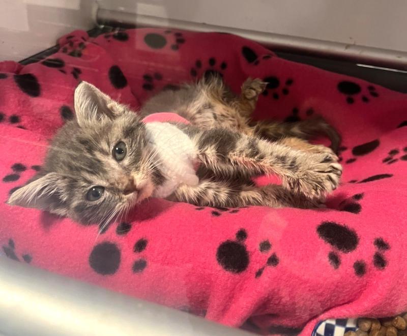 Powder the kitten wearing her vest and lying on a pawprint blanket