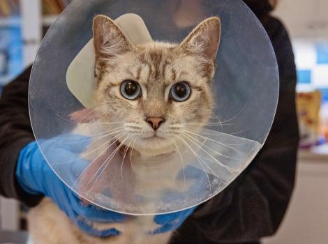 Princess the cat wearing a protective e-collar