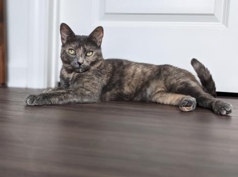 Pumba the tortoiseshell cat lying on the floor