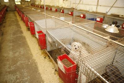 Puppy mill room featuring many small enclosures with dogs in them