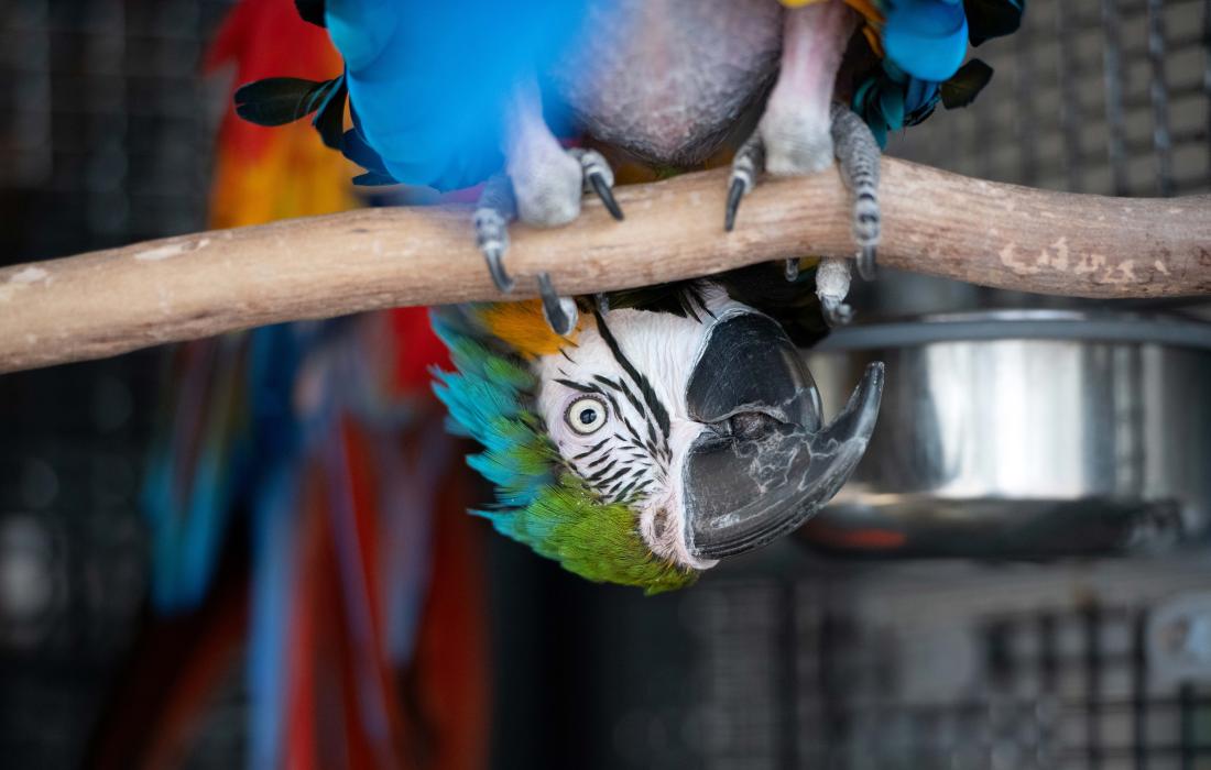 Parrot hanging upside-down on a wooden perch
