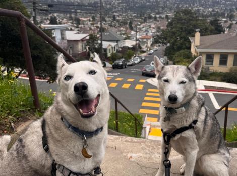 Rio and Mike the dogs outside on some steps