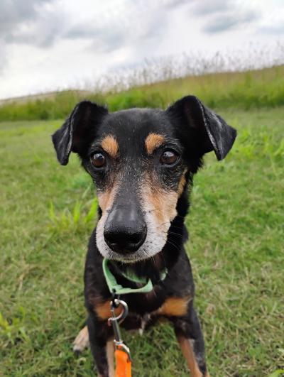 Sarge the dog outside on the grass