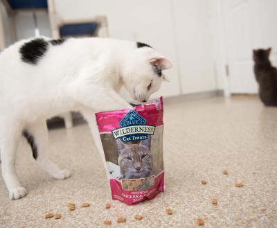 White cat with black spots reaching into bag of Blue Buffalo treats with paw