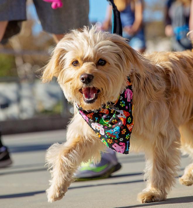 Small brown fluffy dog walking in Strut Your Mutt