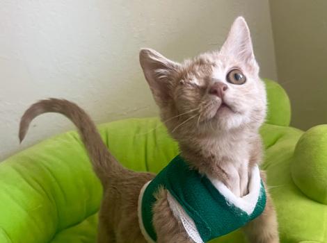 Sunny the one-eyed kitten wearing a green vest