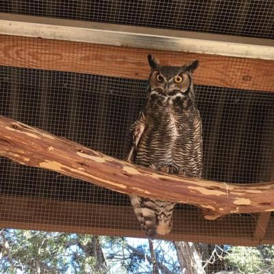 Tali the great horned owl on a wood perch