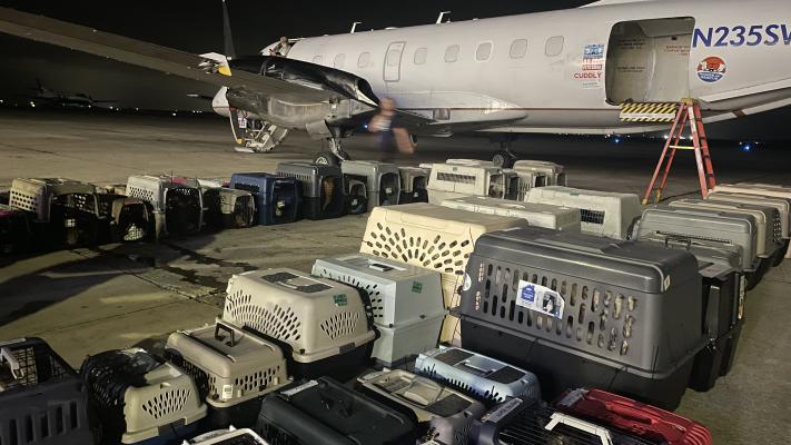 Multiple crates containing cats and dogs next to the transport flight from Texas to Utah
