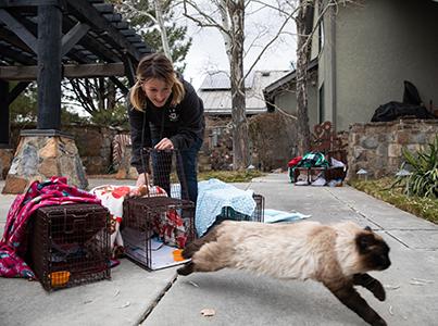 Person releasing a community cat from a humane trap as part of TNVR