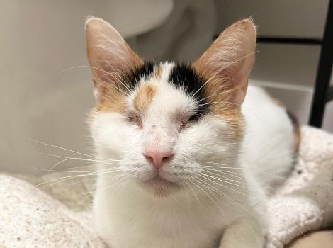 Trinity the blind calico cat on some blankets