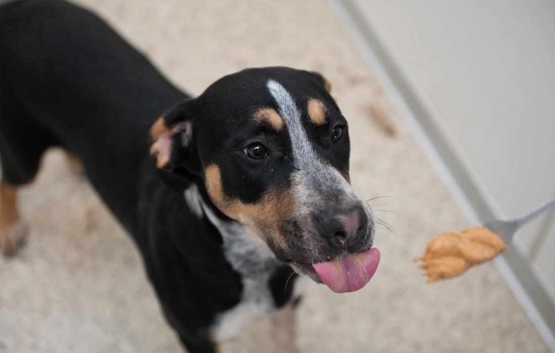 Pixie the dog with her tongue out from licking peanut butter from a spoon