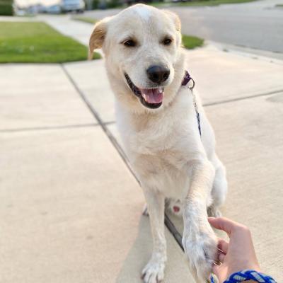 White dog shaking hands with a person