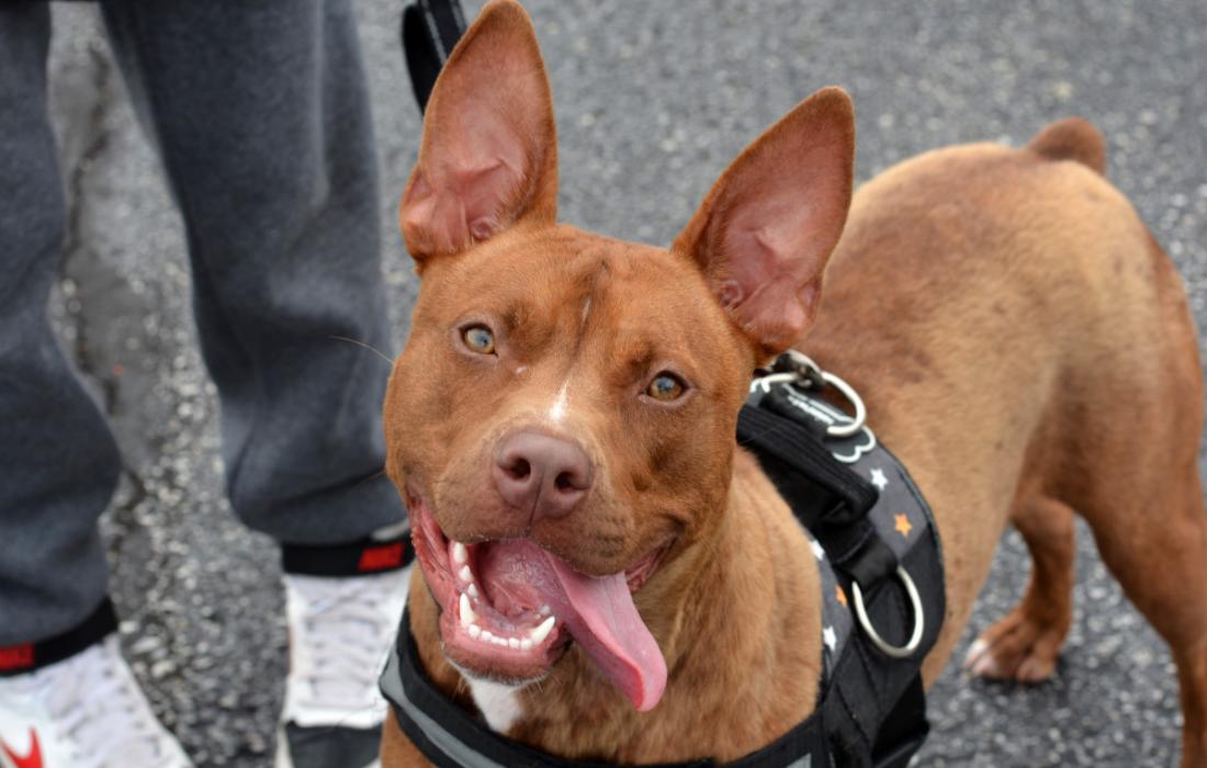Brown dog with upright ears outside on a harness with tongue out