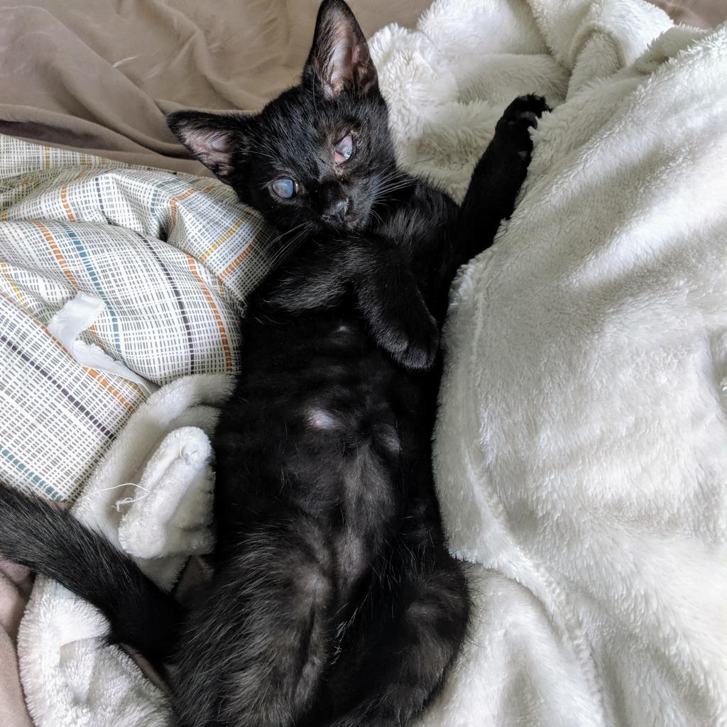 Eagle - Domestic Shorthair