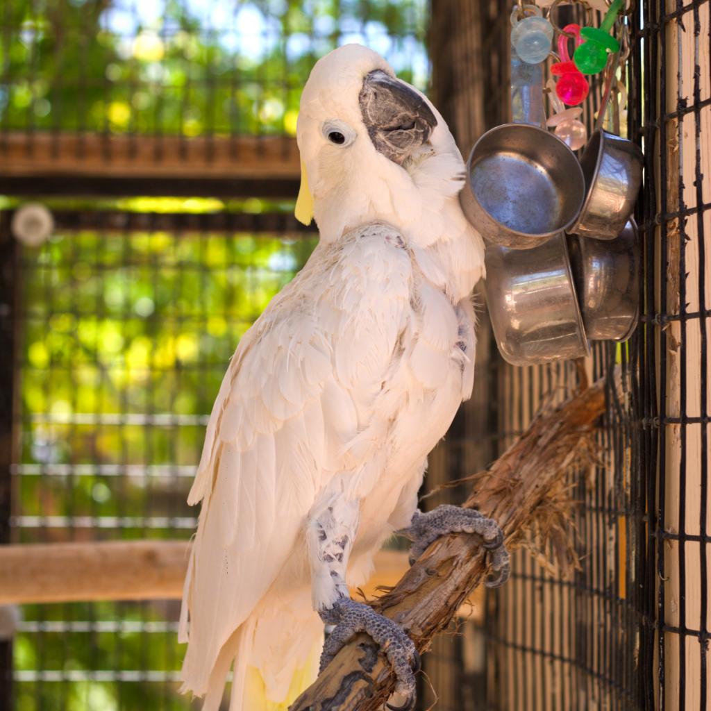Cyrano - Medium Sulfur-crested Cockatoo