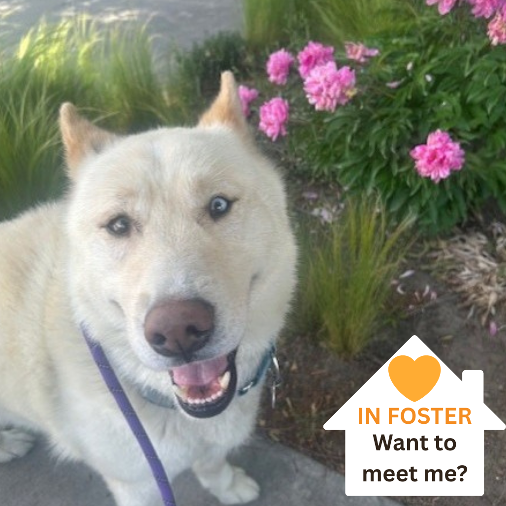 Pabu - Mixed Breed (Medium)/Husky