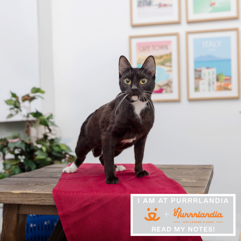 Tree of Life - Domestic Shorthair