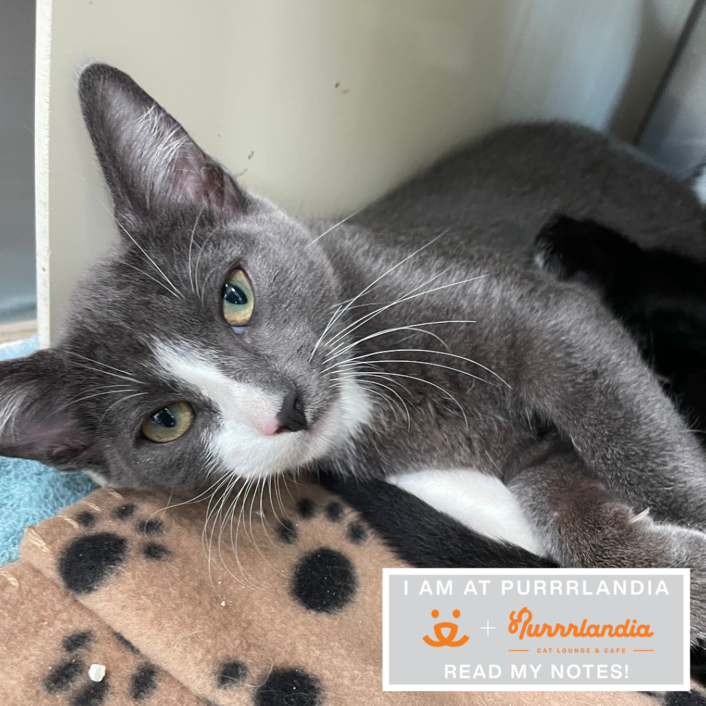 Hot Pot - Domestic Shorthair