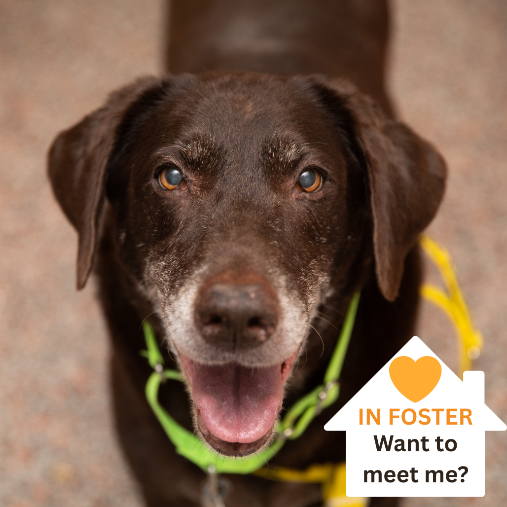Pumba - Retriever, Chocolate Labrador